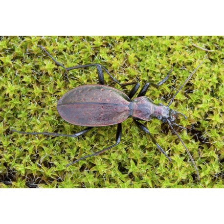 Carabus (Platycarabus) creutzeri kircheri