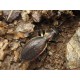 Carabus (Platycarabus) depressus