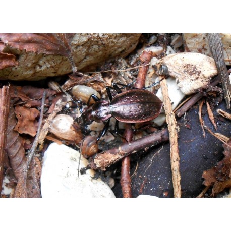 Carabus (Tachypus) auratus