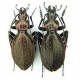 Carabus (Platycarabus) creutzeri tesinensis