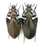 Carabus (Platycarabus) creutzeri baldensis