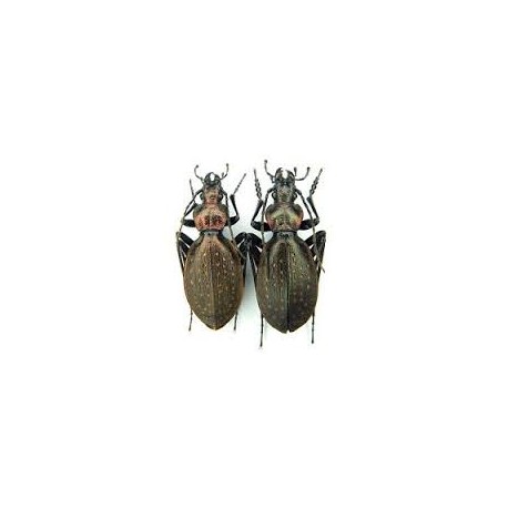 Carabus (Platycarabus) creutzeri tesinensis