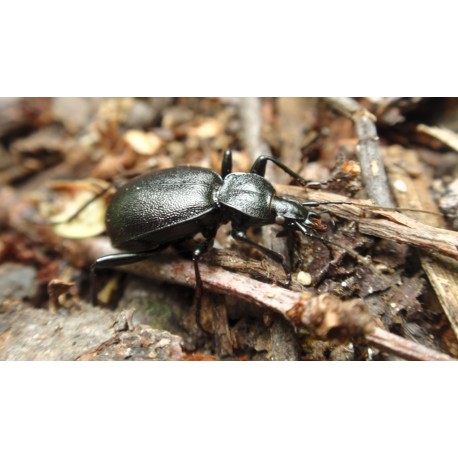 Carabus (Tachypus) auratus