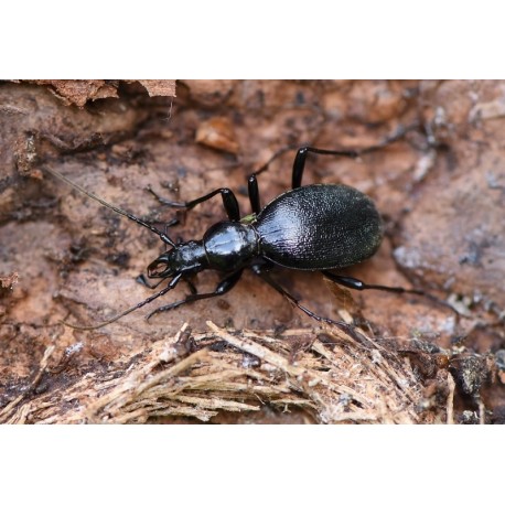 Carabus (Tachypus) auratus