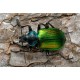 Carabus (Tachypus) auratus