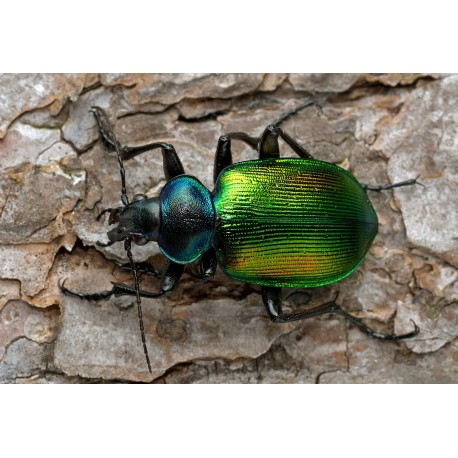 Calosoma (Calosoma) sycophanta