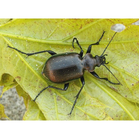 Calosoma (Calosoma) inquisitor