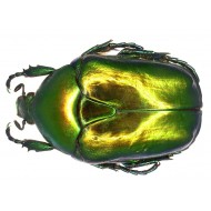 Protaetia ( Cetonischema) aeruginosa