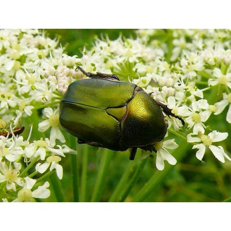 Protaetia ( Netocia) cuprea obscura