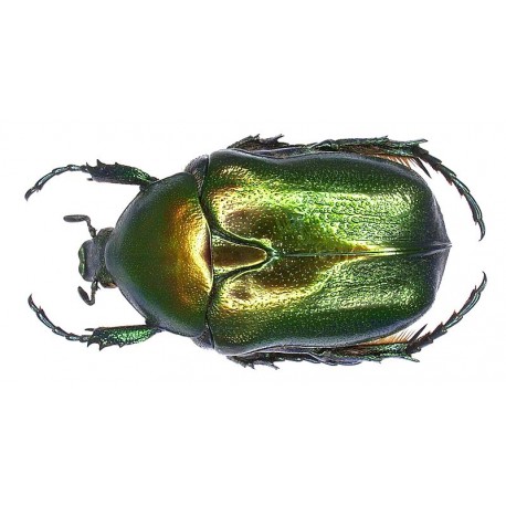 Protaetia ( Netocia) cuprea obscura