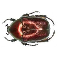 Protaetia ( Netocia) cuprea obscura