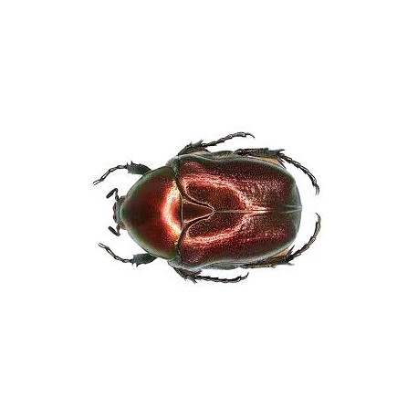 Protaetia ( Potosia ) angustata RED FORM