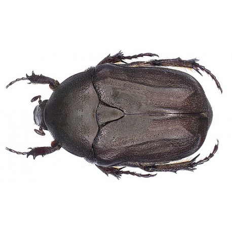 Protaetia ( Netocia) morio