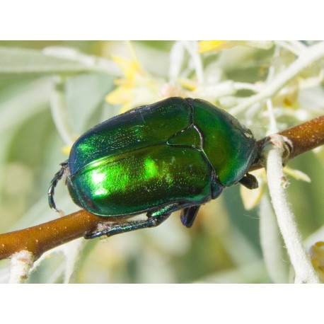 Protaetia ( Eupotosia) affinis