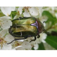 Cetonia aurata pisana