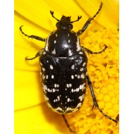 Oxythyrea cinctella