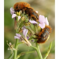 Tropinota squalida pilosa