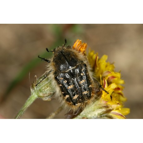 Tropinota squalida pilosa