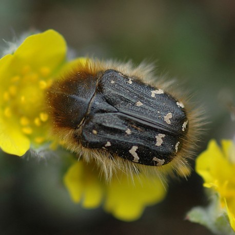 Tropinota squalida pilosa