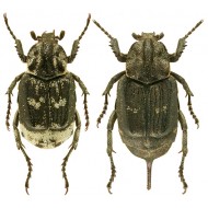 Valgus hemipterus