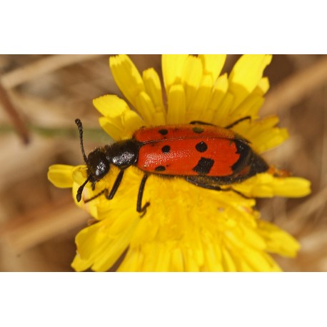 Mylabris quadripunctata