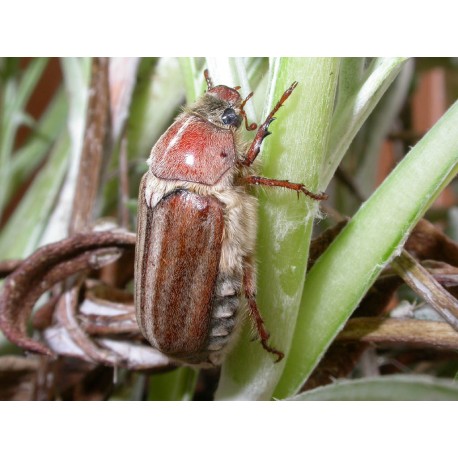 Anoxia matutinalis sardoa