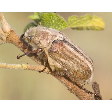 Anoxia matutinalis