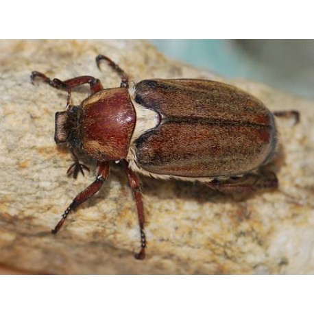 Anoxia villosa