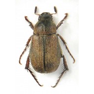 Triodontella nitidula