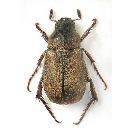 Triodontella nitidula