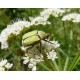 Hoplia pubicollis