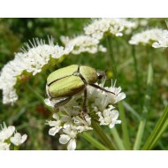 Amphimallon assimile