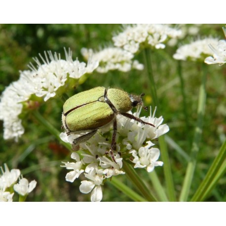 Hoplia pubicollis