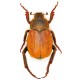 Hoplia uniformis