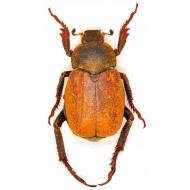 Amphimallon assimile