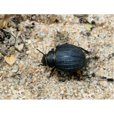 PImelia bipunctata bipunctata