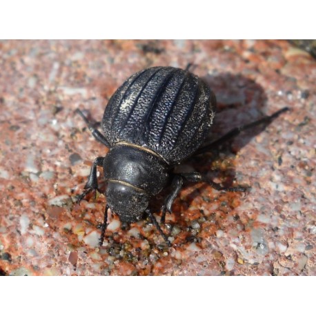 PImelia bipunctata cajetana