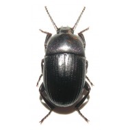 Pedinus helopioides