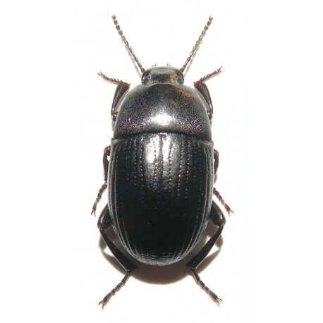 Pedinus helopioides