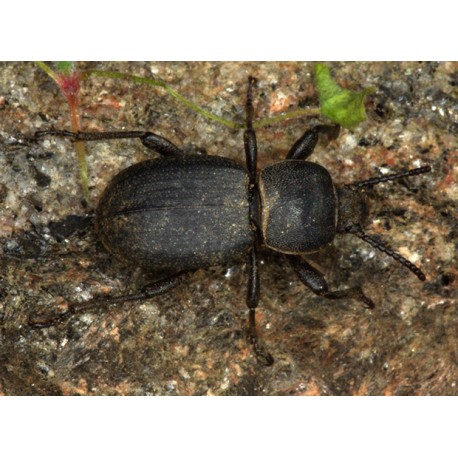 Dailognatha quadricollis