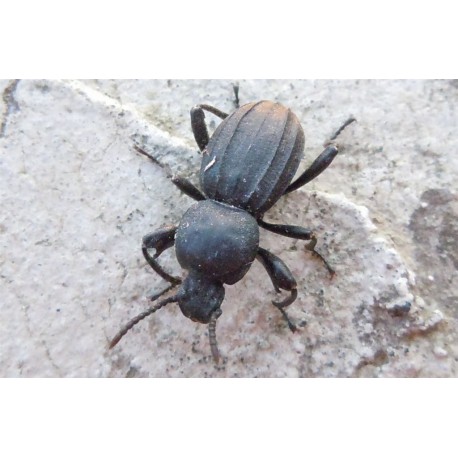 Dailognatha quadricollis