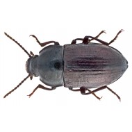 Nalassus convexus