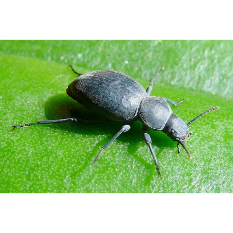 Tentyria grossa sardiniensis