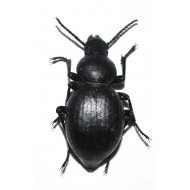 Tentyria rotundata angulata