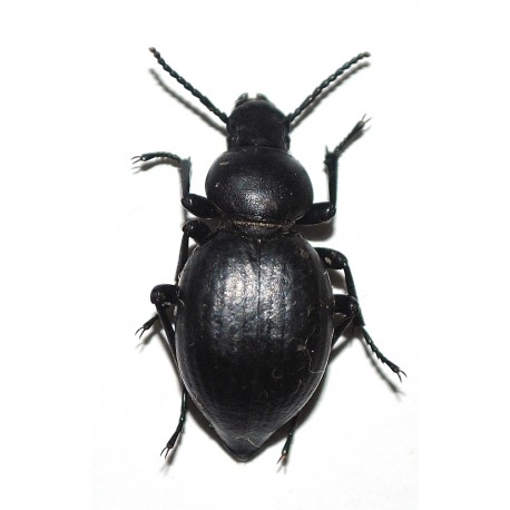 Tentyria grossa sardiniensis