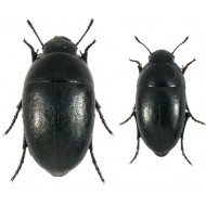 Tentyria grossa sardiniensis