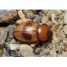 Phaleria acuminata  x2