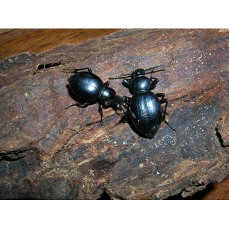 Tentyria grossa sardiniensis