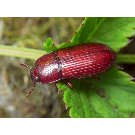 Tenebrio obscurus