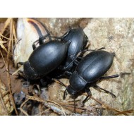 Tenebrio obscurus